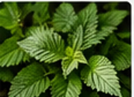 Nettle leaves and root, realistic ingredient photo